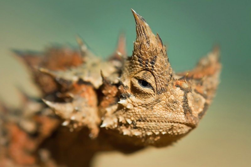 Колючая ящерица Молох