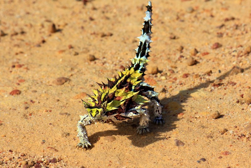 Молох эндемик