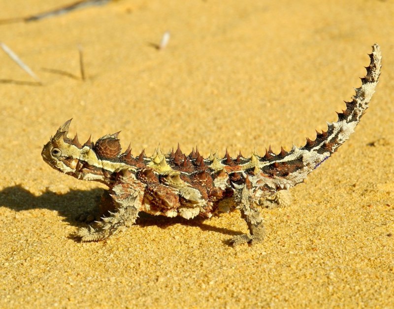 Молох эндемик