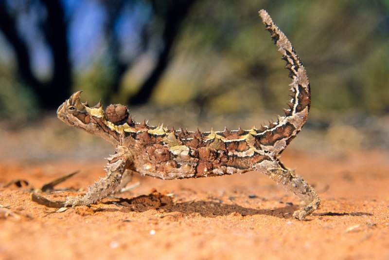 Австралийская ящерица Молох