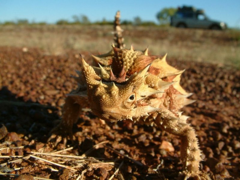 Молох хорридус