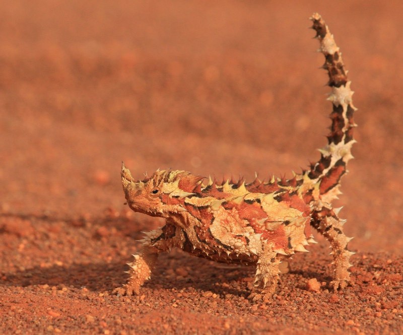 Колючая ящерица Молох