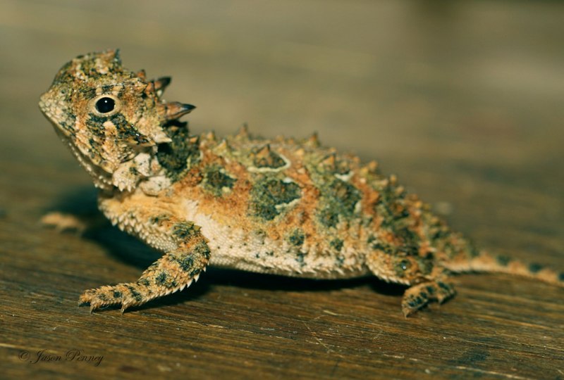 Жабовидная ящерица