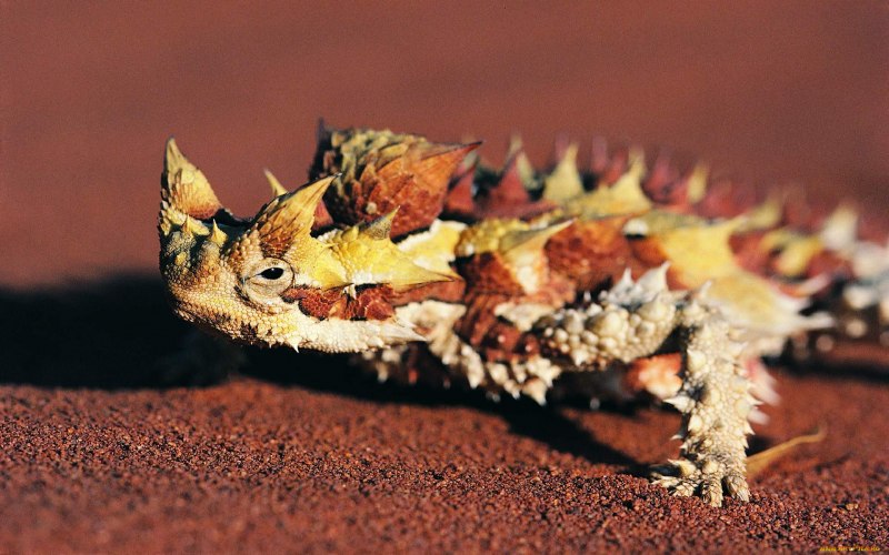 Пустынный австралийский Молох