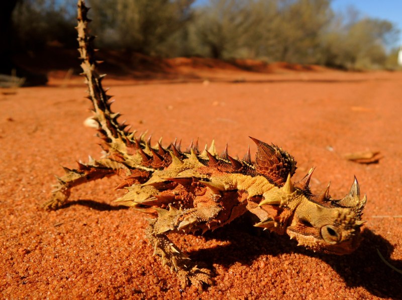 Тернистый дракон Молох
