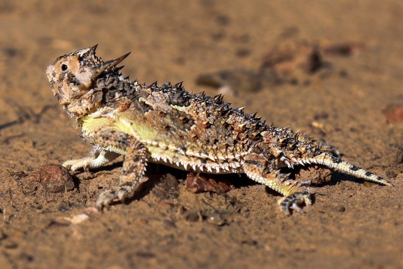 Тернистый дракон Молох