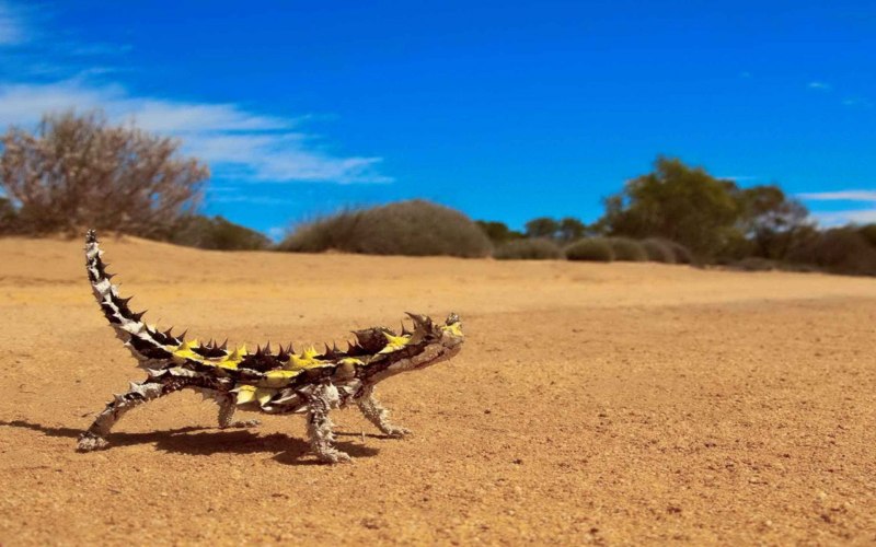 Ящерица Молох дракон