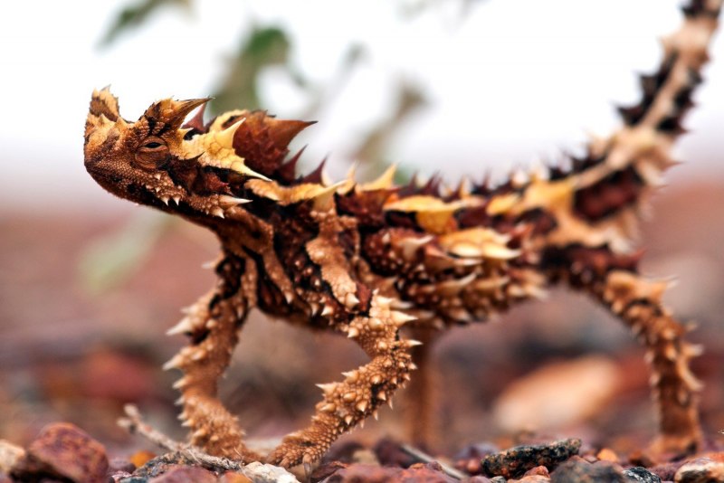 Молох рептилия