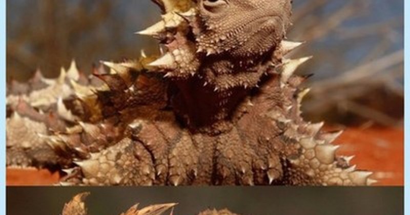 Геккон Молох