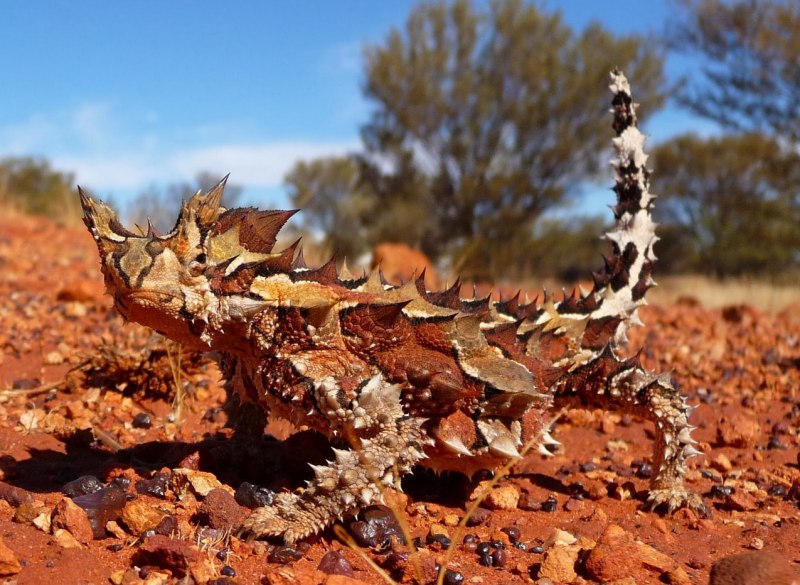 Австралийская ящерица Молох
