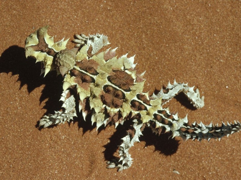 Геккон Молох