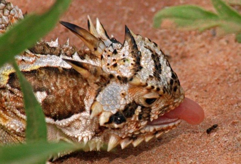 Ящерица Молох спаривание