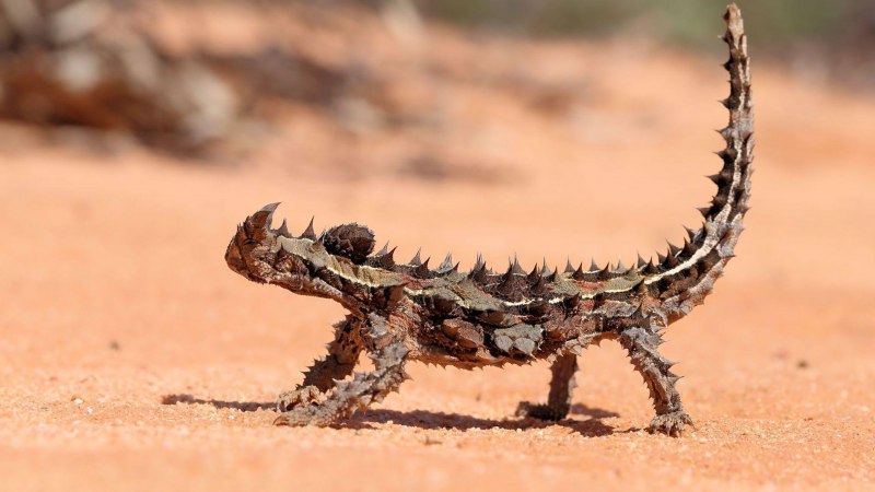 Молох рептилия