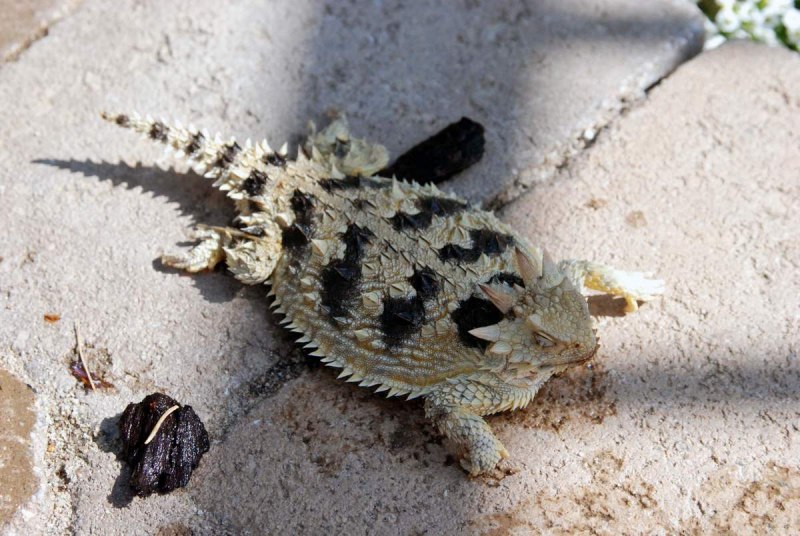 Рогатая жабовидная ящерица