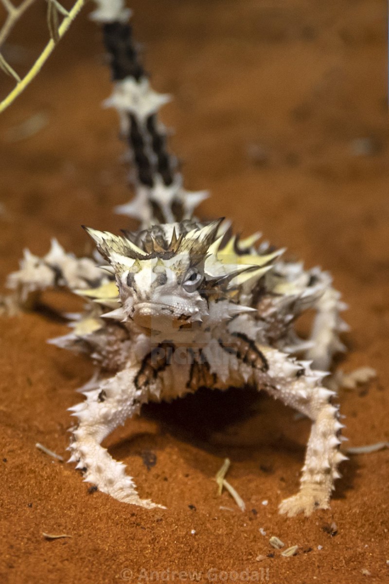 Яйца Молоха