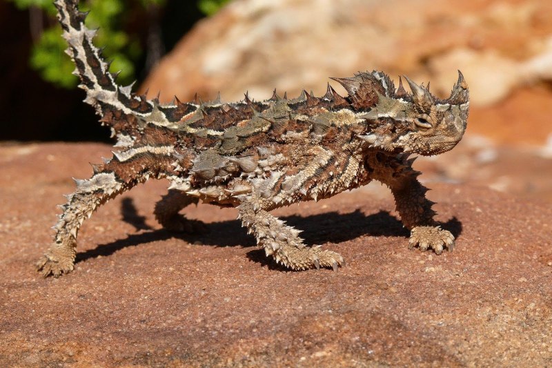 Животные пустыни Молох ящерица