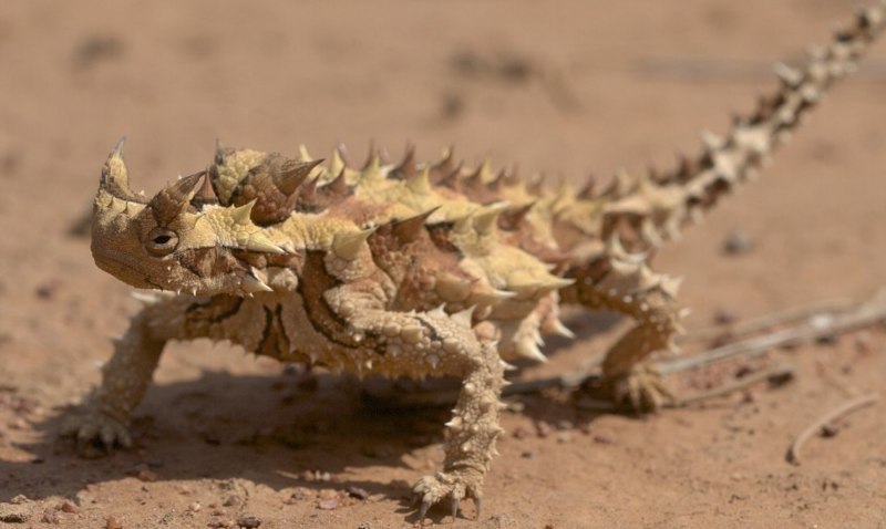 Молох (Moloch horridus) — ящерица из семейства агамовых.