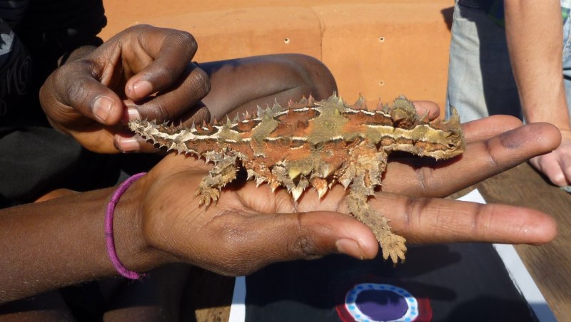 Австралийский Молох