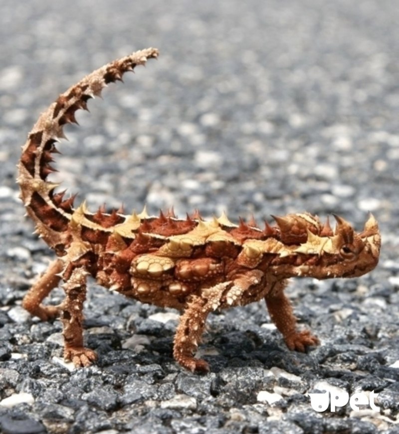 Молох хорридус