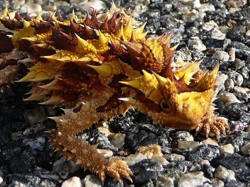 Жабовидная ящерица Северная Америка