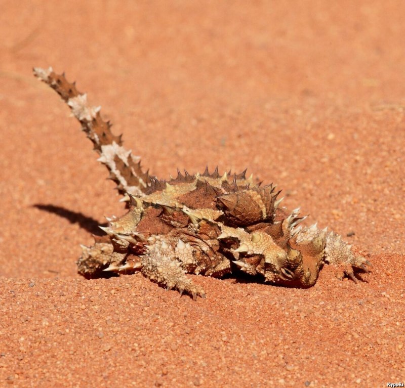 Молох ящерица ест муравьев