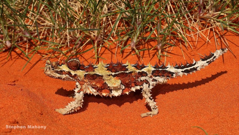 Австралийский Молох