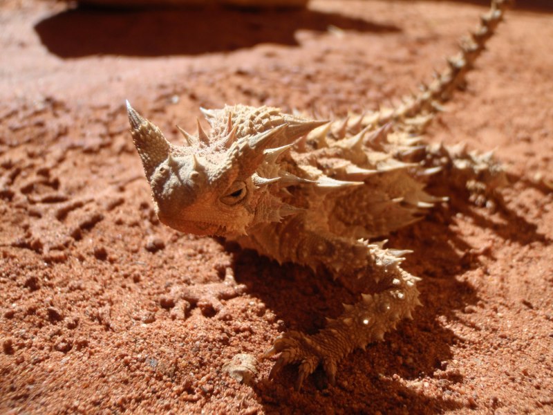 Молох и поясохвост