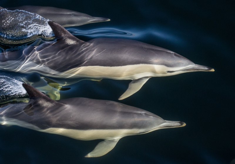 Белобочка Дельфин Черноморский