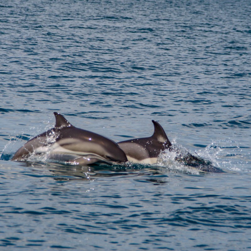 Дальневосточный морской заповедник Дельфин белобочка
