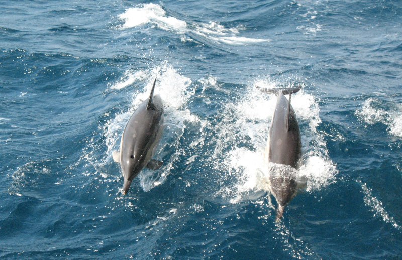 Дельфин обыкновенный белобочка