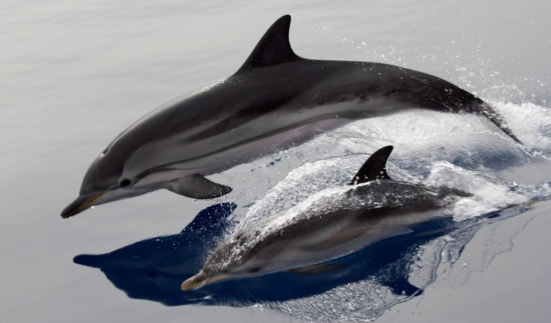 Белобочка Дельфин Черноморский