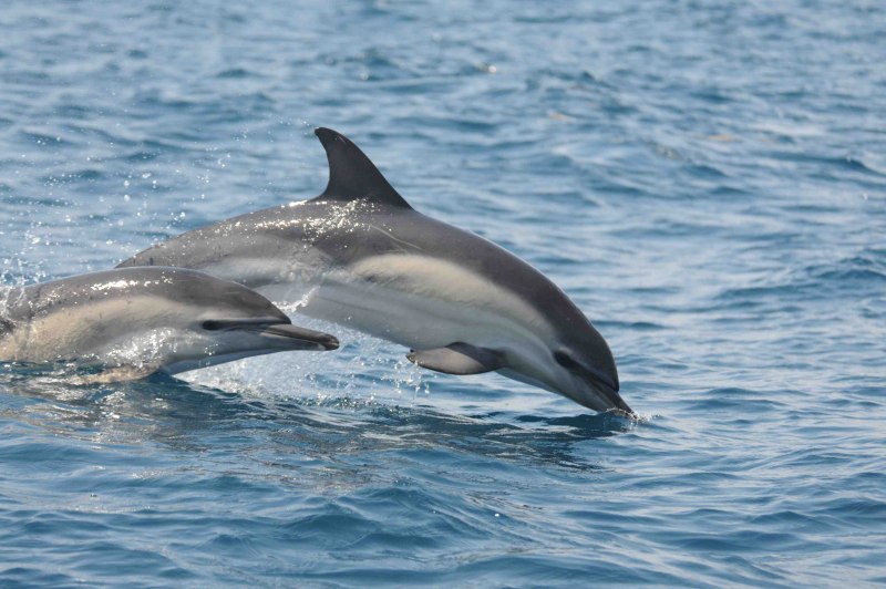 Дельфин Стенелла