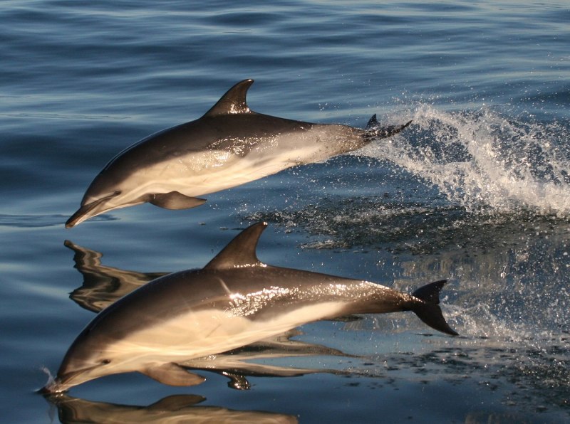 Дельфин-белобочка (Delphinus delphis)