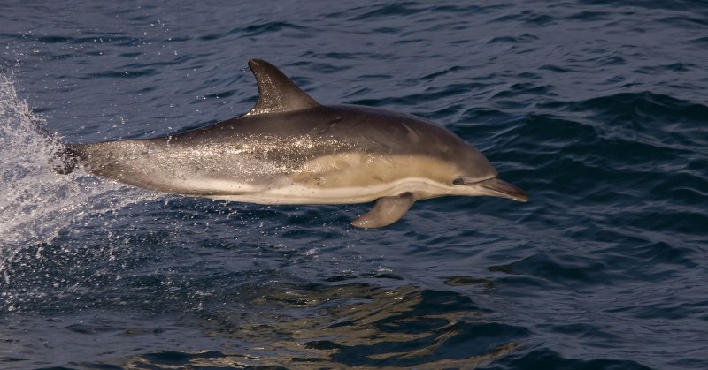 Враги Дельфин белобочка