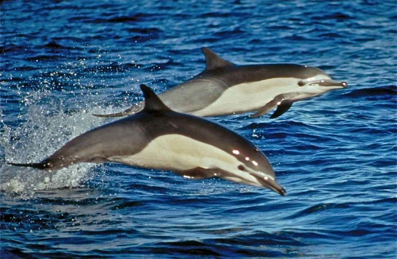 Крестовидный (Lagenorhynchus cruciger)