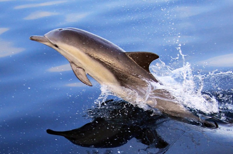 Дельфин обыкновенный белобочка