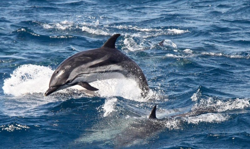 Беломордый Дельфин стая