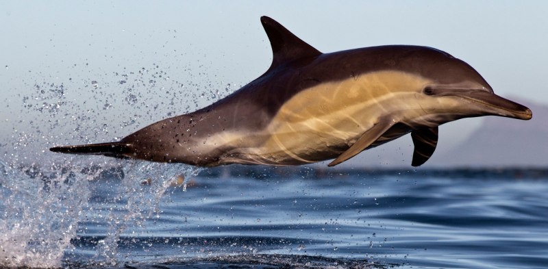 Атлантический белобокий Дельфин