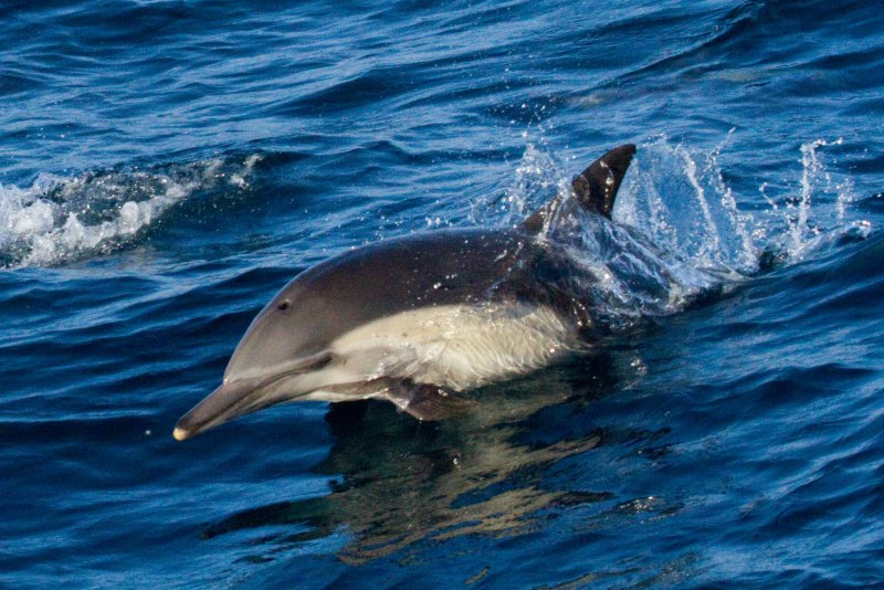 Белобочка Дельфин Черноморский