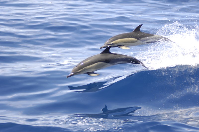 Атлантический белобокий Дельфин (Lagenorhynchus acutus)