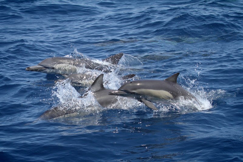 Тихоокеанский белобокий Дельфин