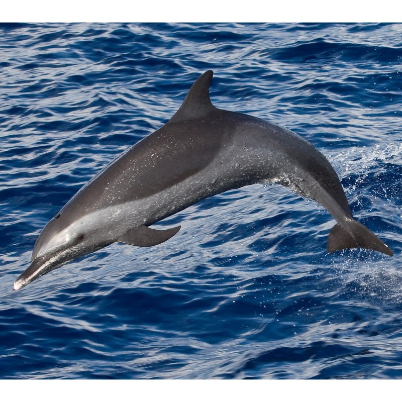 Длиннорылый продельфин