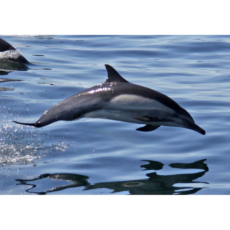 Дельфин обыкновенный белобочка