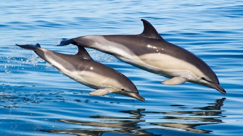 Дельфин-белобочка (Delphinus delphis)