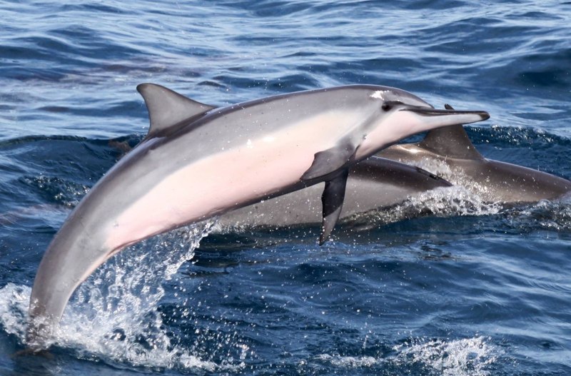 Тихоокеанский белобокий Дельфин