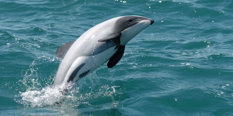 Дельфин белобочка Афалина