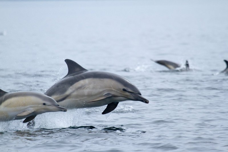 Касатка белобочка афалин