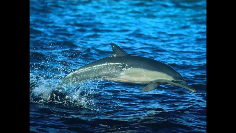 Атлантический белобокий Дельфин