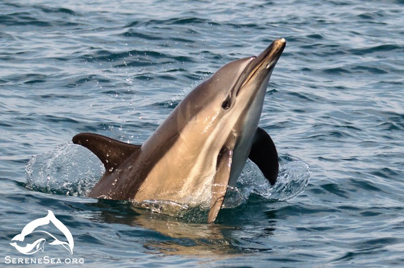 Дальневосточный морской заповедник Дельфин белобочка