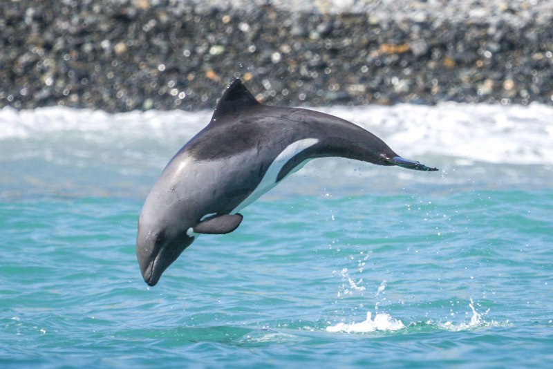 Тихоокеанская белобочка